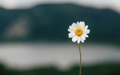 Verdens blomsterflora