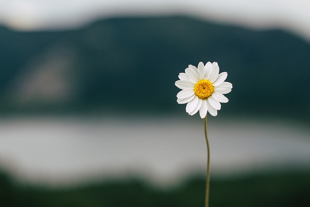 Verdens blomsterflora