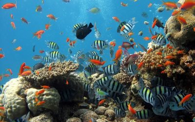 Den rike biodiversiteten på Great Barrier Reef