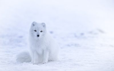 Det arktiske Dyrelivets tilpasninger