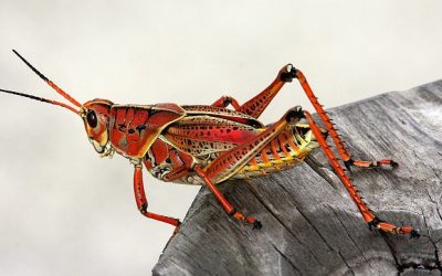 Insektenes rolle i økosystemet