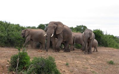 Kampen mot krypskyting i Afrika