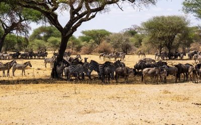 Mennesker og natur i Serengeti