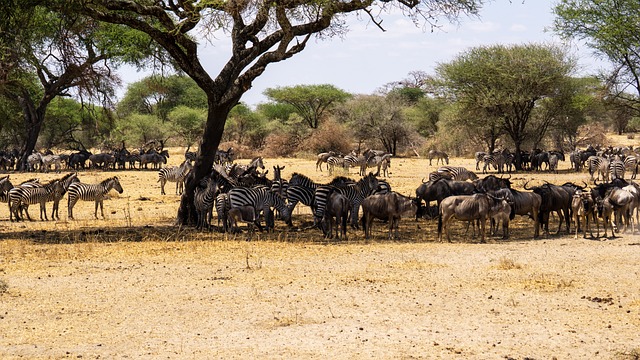 Mennesker og natur i Serengeti